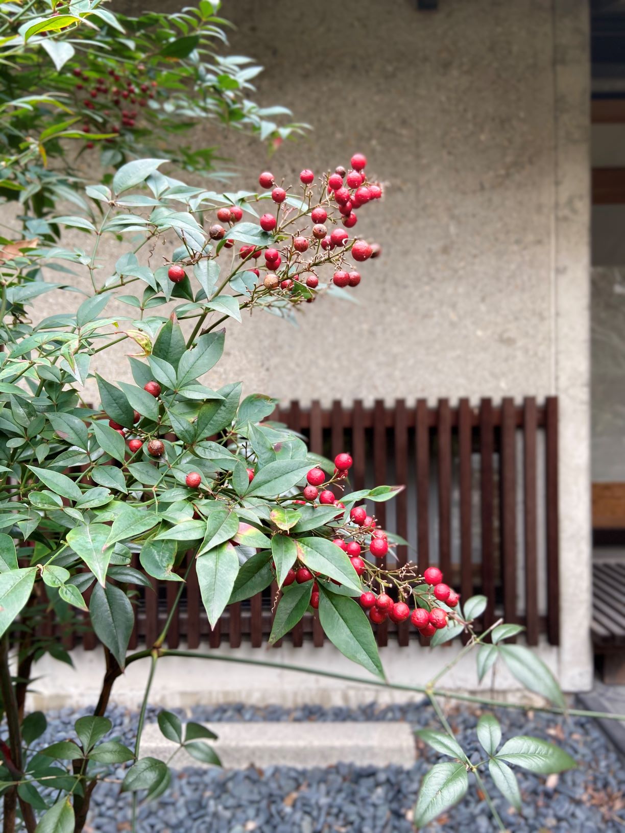 会館の中庭には、南天が咲いています。